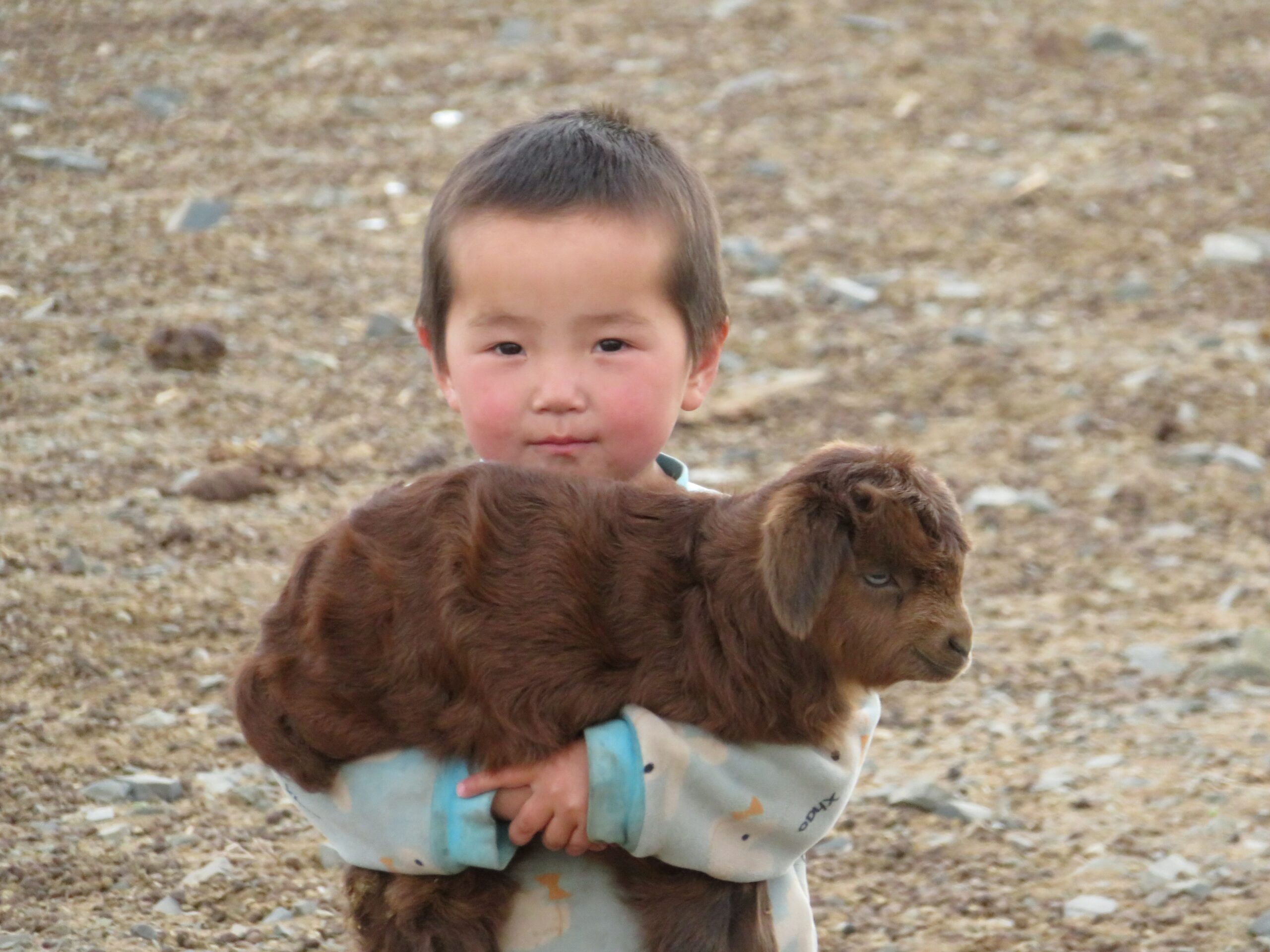 Eurasian child holding a baby animal